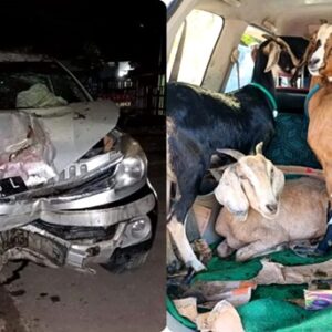 Pencurian Ternak di Ambalawi, Pelaku Beraksi dengan Mobil Sewa