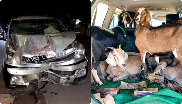 Pencurian Ternak di Ambalawi, Pelaku Beraksi dengan Mobil Sewa - Kabar Harian Bima