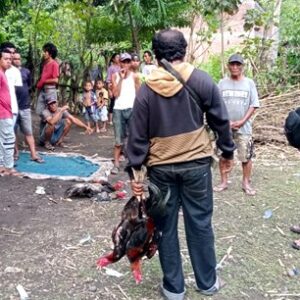 Tim Puma Grebek Aksi Judi Sabung Ayam di Jatibaru - Kabar Harian Bima