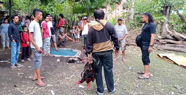 Tim Puma Grebek Aksi Judi Sabung Ayam di Jatibaru - Kabar Harian Bima