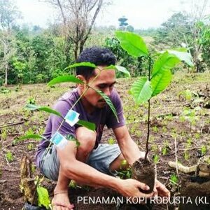 Gerakan Ekonomi Masyarakat, PLN Beri Pelatihan untuk Petani Kopi di Tambora - Kabar Harian Bima