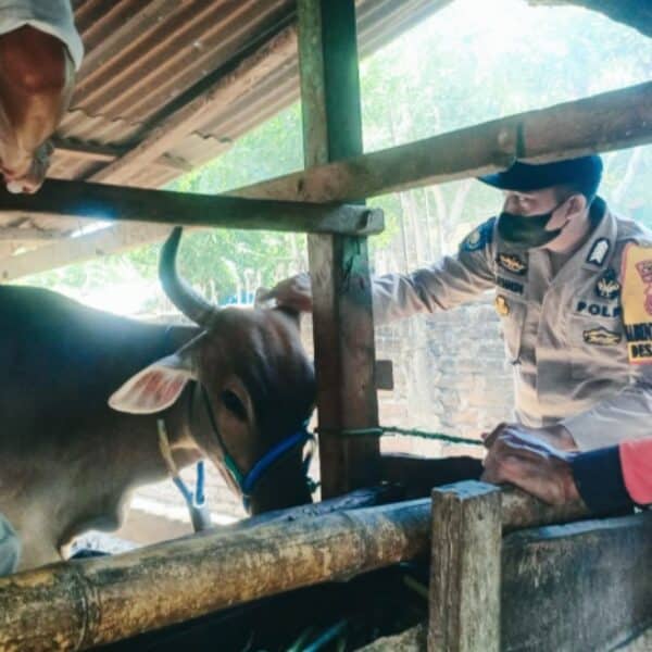 Cegah PMK, Polres Bima Dampingi KUPT Peternakan Vaksin Ternak di Desa Risa