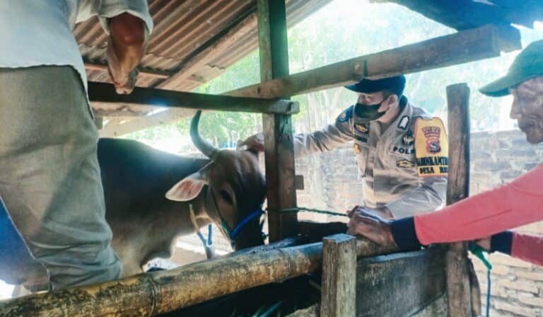 Cegah PMK, Polres Bima Dampingi KUPT Peternakan Vaksin Ternak di Desa Risa - Kabar Harian Bima