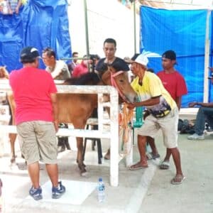 Jaga Independensi Panitia Pacuan, TNI – Polri Kawal Pengukuran Kuda Pacu