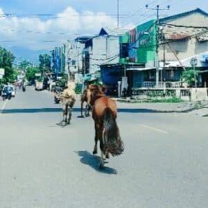Setelah Sapi, Giliran Kuda Berkeliaran di Jalan Raya Kota Bima - Kabar Harian Bima