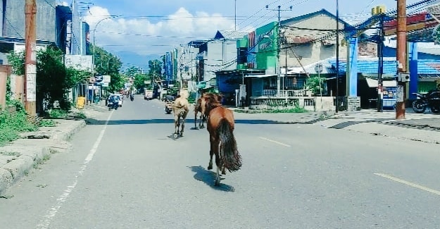Setelah Sapi, Giliran Kuda Berkeliaran di Jalan Raya Kota Bima - Kabar Harian Bima