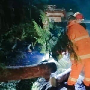 Dinas Damkar Bersihkan Pohon Tumbang dan Evakuasi Ular Phyton