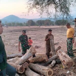 Petugas KPH Marowa Temukan Kayu Sonokeling Hasil Illegal Logging di Mpuri