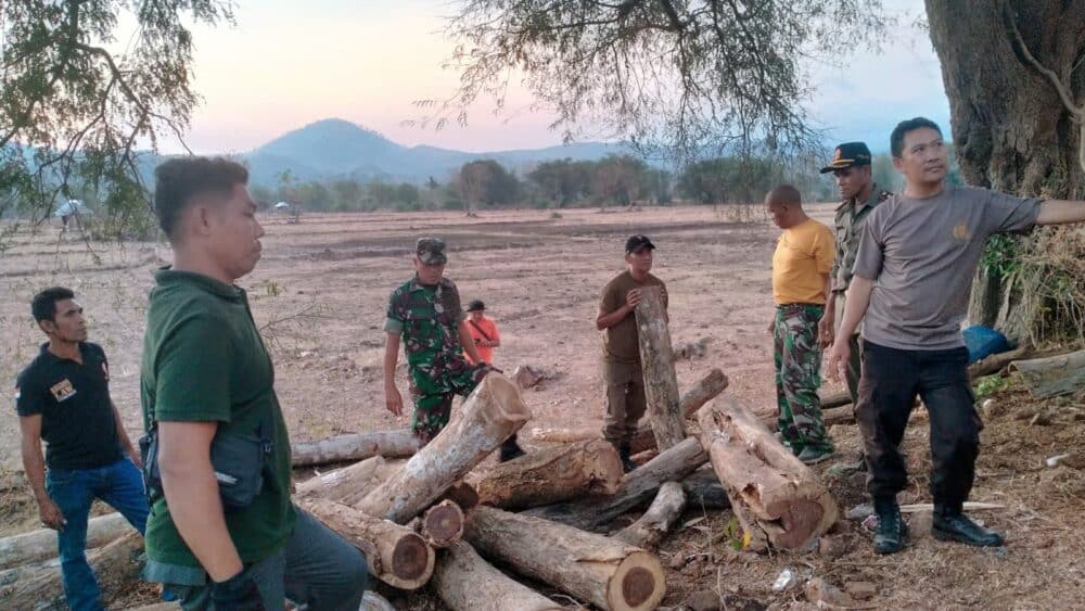 Petugas KPH Marowa Temukan Kayu Sonokeling Hasil Illegal Logging di Mpuri - Kabar Harian Bima