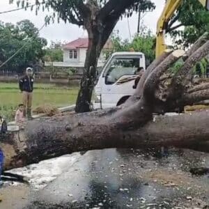Hujan Deras, Angin Kencang dan Pohon Tumbang di Kota Bima