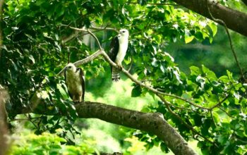 Habitat Elang Flores di Bima Terancam Punah, Para Pemerhati Reptor Prihatin