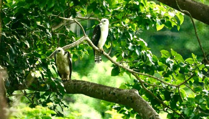 Habitat Elang Flores di Bima Terancam Punah, Para Pemerhati Reptor Prihatin