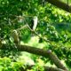 Habitat Elang Flores di Bima Terancam Punah, Para Pemerhati Reptor Prihatin