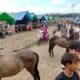 Pacuan Kuda Tradisional Kota Bima, Jadi Ladang Cuan Warga, Perputaran Ekonomi Meningkat - Kabar Harian Bima