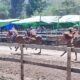 10 Kelas Pacuan Kuda Berlaga Hari Ini Menuju Semi Final