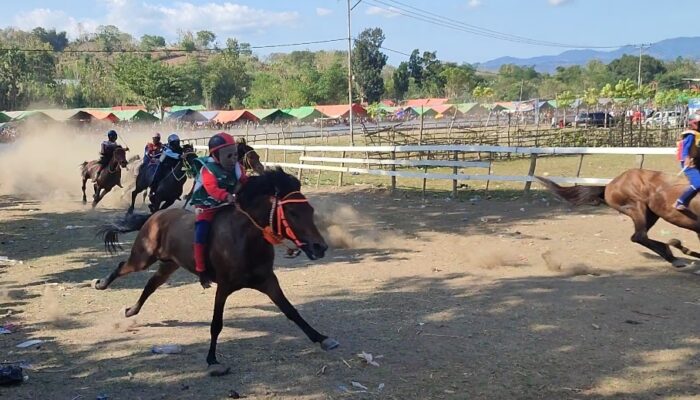 Semi Final Pacuan Kuda Sambinae, Perebutan Tiket Menuju Final Semakin Ketat