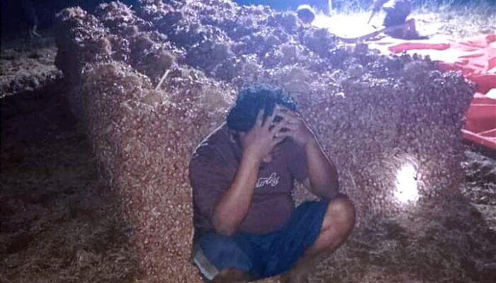 Harga Bawang Merah di Bima Anjlok, Petani Menjerit dan Rugi Banyak