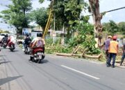 Waspada Angin Kencang, PT PLN Optimalkan Perambasan Pohon