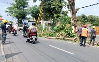 Waspada Angin Kencang, PT PLN Optimalkan Perambasan Pohon - Kabar Harian Bima