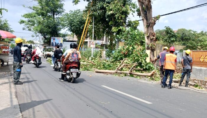 Waspada Angin Kencang, PT PLN Optimalkan Perambasan Pohon