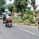 Waspada Angin Kencang, PT PLN Optimalkan Perambasan Pohon - Kabar Harian Bima