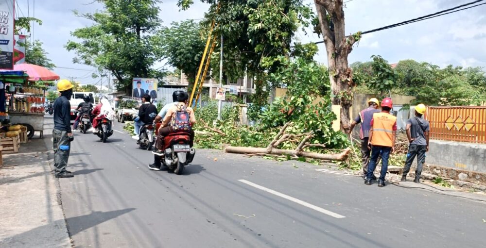 Waspada Angin Kencang, PT PLN Optimalkan Perambasan Pohon - Kabar Harian Bima