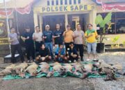 Penyelundupan Menjangan Langka dari Pulau Komodo, 3 Pelaku Ditangkap di Bima - Kabar Harian Bima