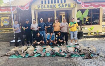 Penyelundupan Menjangan Langka dari Pulau Komodo, 3 Pelaku Ditangkap di Bima - Kabar Harian Bima