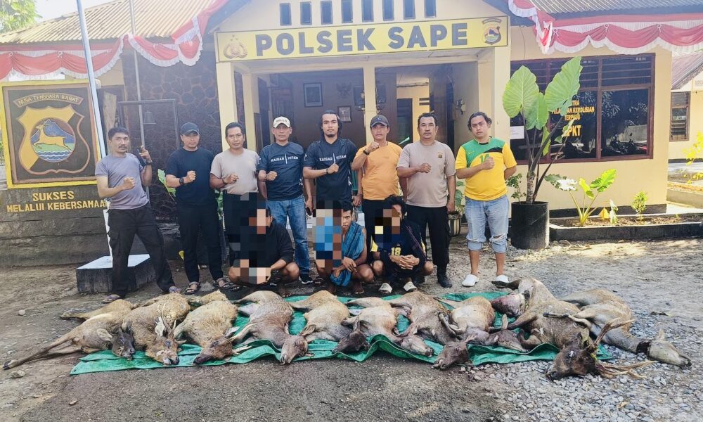 Penyelundupan Menjangan Langka dari Pulau Komodo, 3 Pelaku Ditangkap di Bima - Kabar Harian Bima