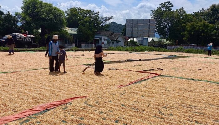 Harga Jagung Mulai Anjlok, Petani Bima Desak Langkah Nyata Pemerintah