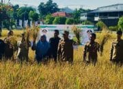 Wali Kota Bima Hadiri Panen Raya Padi Gamagora 7, Dorong Inovasi Pertanian Kota