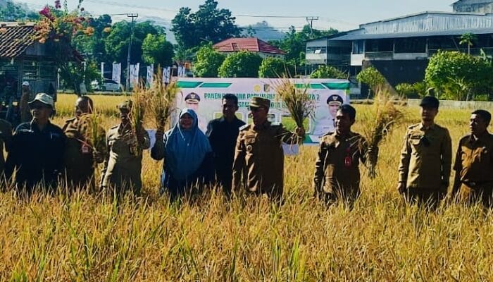 Wali Kota Bima Hadiri Panen Raya Padi Gamagora 7, Dorong Inovasi Pertanian Kota