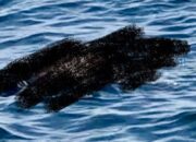 Penemuan Mayat Mengejutkan di Soromandi, Diduga A Wahab yang Terseret Banjir 3 Hari Lalu