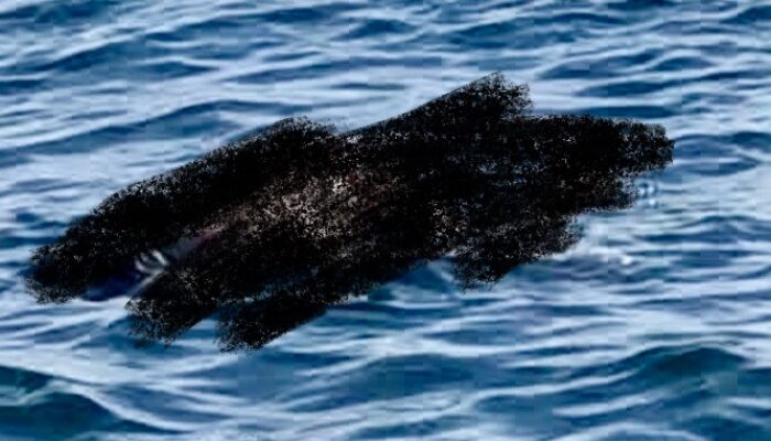 Penemuan Mayat Mengejutkan di Soromandi, Diduga A Wahab yang Terseret Banjir 3 Hari Lalu