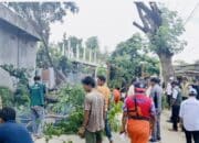 Cegah Pohon Tumbang, DLH Kota Bima Bentuk Tim Siaga Musim Hujan