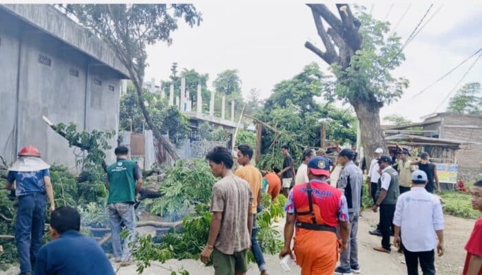 Cegah Pohon Tumbang, DLH Kota Bima Bentuk Tim Siaga Musim Hujan
