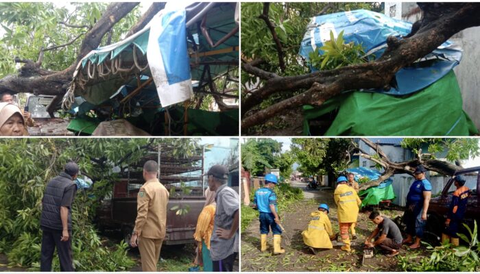 Hujan dan Angin Kencang, Pohon Tumbang Timpa Rumah dan Mobil