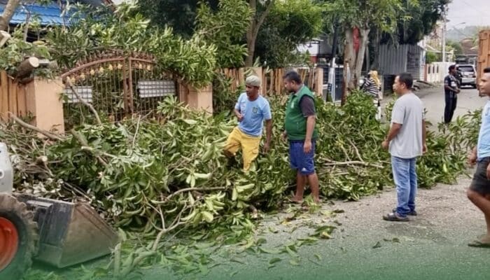 Pohon Tumbang di Mana-mana, DLH Kota Bima dan Damkar Turun Tangani