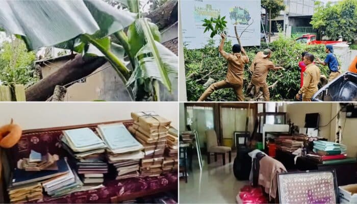 Insiden Saat Penebangan, Pohon Besar Roboh dan Hantam Museum Samparaja