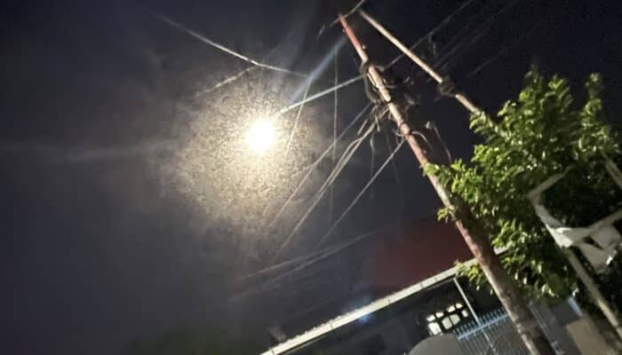 Warga Resah Diserbu Wereng Jagung, Ini Penjelasan Dinas Pertanian Kota Bima