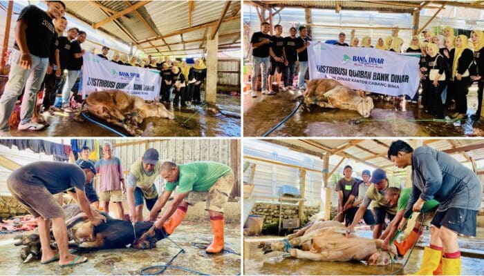 Idul Adha 1447 H, Bank Dinar Kurban Sapi Limosin Senilai Rp1 Miliar untuk Masyarakat NTB